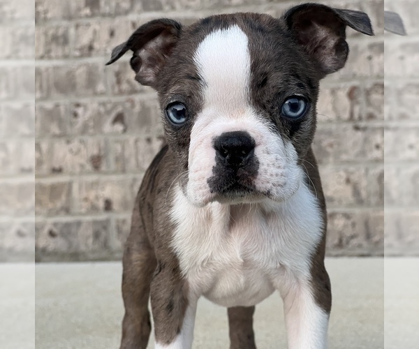 Medium Photo #2 Boston Terrier Puppy For Sale in MARTINSVILLE, IN, USA