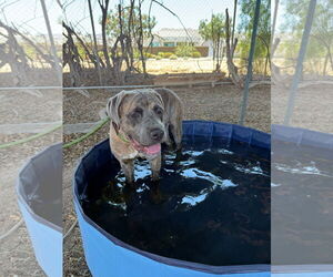 Mutt Dogs for adoption in Goodyear, AZ, USA
