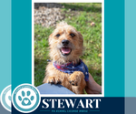 Small #2 Border Terrier Mix