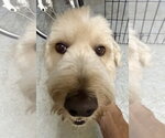 Small #2 Golden Retriever