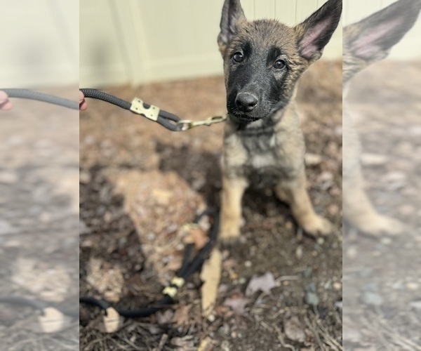Medium Photo #31 German Malinois Puppy For Sale in GARLAND, NC, USA