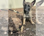 Puppy GREEN German Malinois