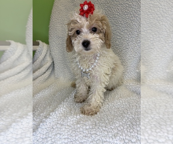 Medium Photo #1 Goldendoodle mix (+ Poodle Miniature) Puppy For Sale in RANDOLPH, MA, USA