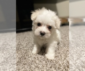 Maltese Puppy for sale in COPPELL, TX, USA