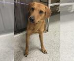 Small Labrador Retriever-Rhodesian Ridgeback Mix