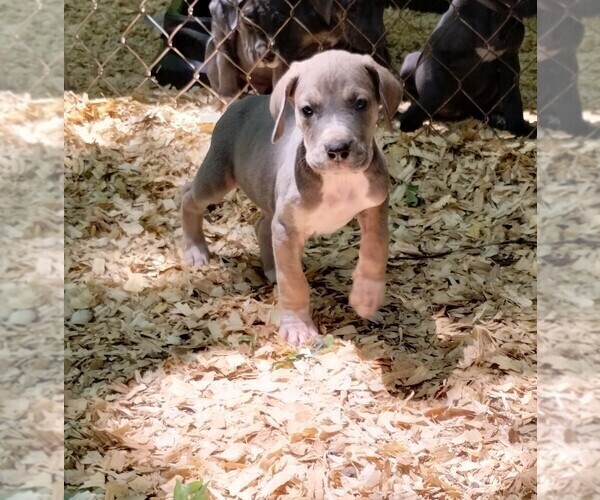 Medium Photo #5 Great Dane Puppy For Sale in LAURENS, SC, USA
