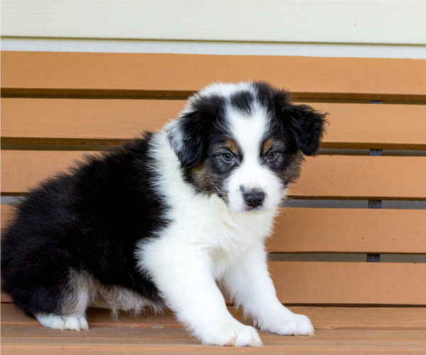 Medium Photo #3 Australian Shepherd Puppy For Sale in ROCKY MOUNT, VA, USA