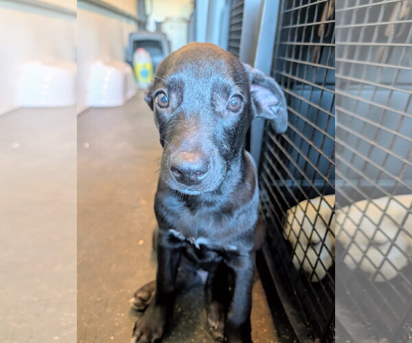 Medium Photo #2 Labrador Retriever Puppy For Sale in Green Forest, AR, USA