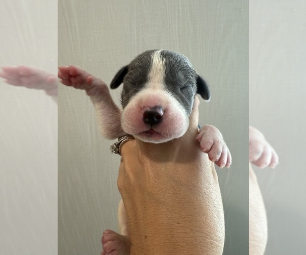 Medium Photo #27 Great Dane Puppy For Sale in HALLETTSVILLE, TX, USA