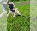 Small #2 Pug