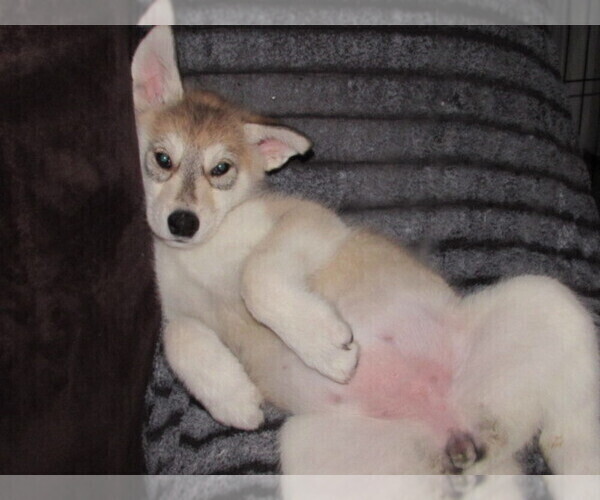 Medium Photo #1 Wolf Hybrid Puppy For Sale in BECKLEY, WV, USA