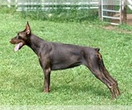 Small Photo #1 Doberman Pinscher Puppy For Sale in NEWTON, NC, USA