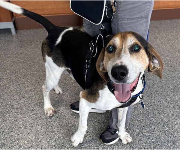 Medium Photo #2 Treeing Walker Coonhound-Unknown Mix Puppy For Sale in Greenbelt, MD, USA