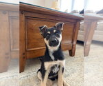 Small #14 German Shepherd Dog Mix
