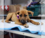 Small #11 Mutt