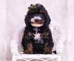 Puppy Peanut AKC Poodle (Toy)
