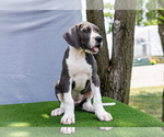Small #6 Great Dane