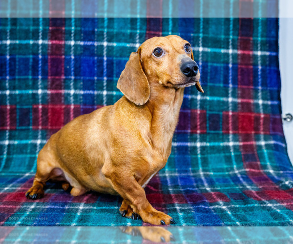 Medium Photo #1 Dachshund Puppy For Sale in WAKARUSA, IN, USA