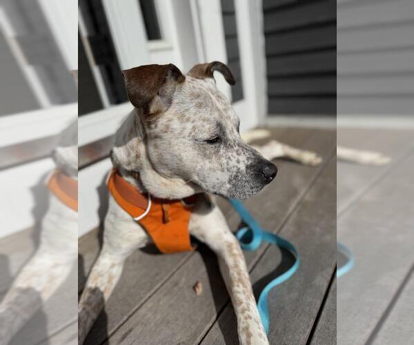 Medium Photo #4 Mutt Puppy For Sale in Shelburne, VT, USA