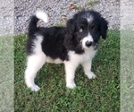 Small Photo #14 Aussiedoodle Puppy For Sale in DOWELLTOWN, TN, USA