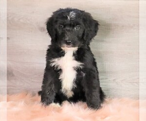 Bernedoodle Puppy for sale in FREDERICKSBG, OH, USA