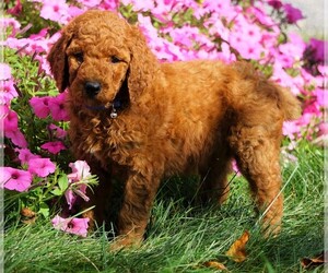 Poodle (Standard) Puppy for sale in FREDERICKSBG, OH, USA
