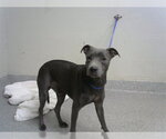 Small Whippet Mix