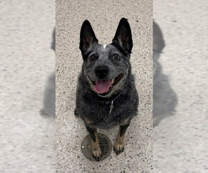 Mutt Dogs for adoption in Brighton, CO, USA