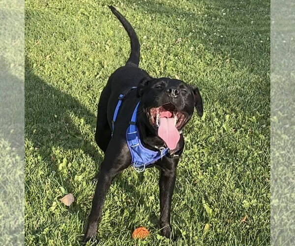 Medium Photo #3 Mutt Puppy For Sale in Fargo, ND, USA