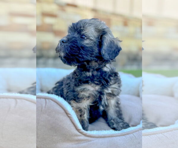 Medium Photo #2 Mutt Puppy For Sale in PIPE CREEK, TX, USA