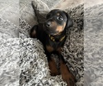 Puppy Pumpkin Doberman Pinscher