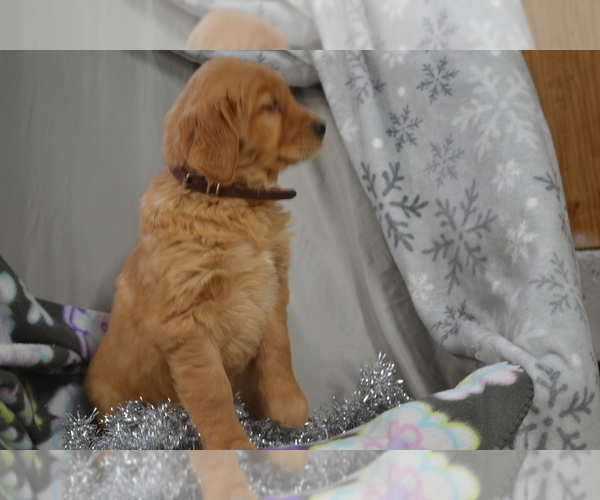 Medium Photo #33 Golden Retriever Puppy For Sale in GREENWOOD, WI, USA