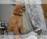 Small #2 Golden Retriever