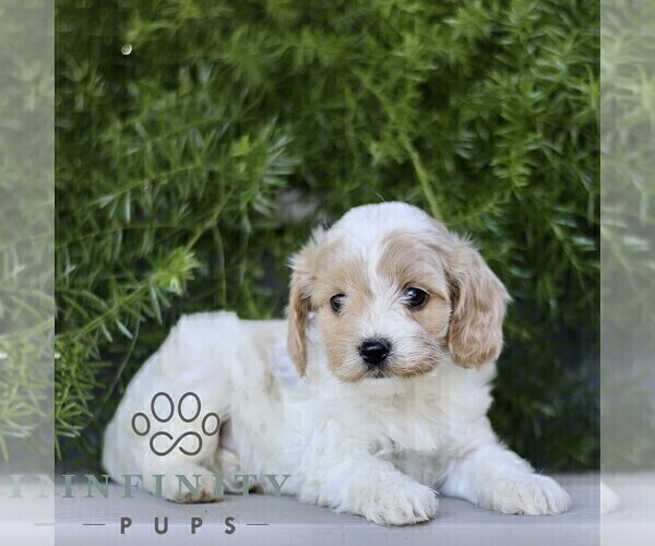 Medium Photo #4 Cavapoo (Miniature) Puppy For Sale in PARADISE, PA, USA