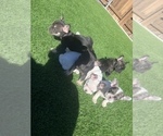 Small #17 French Bulldog