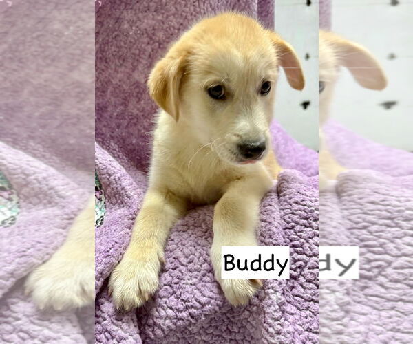Medium Photo #8 Golden Retriever-Unknown Mix Puppy For Sale in GILBERTS, IL, USA