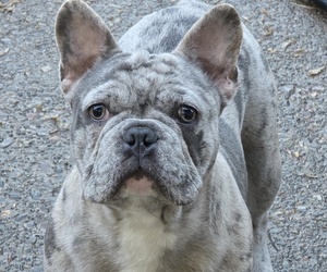 French Bulldog Puppy for sale in SPRINGFIELD, OR, USA