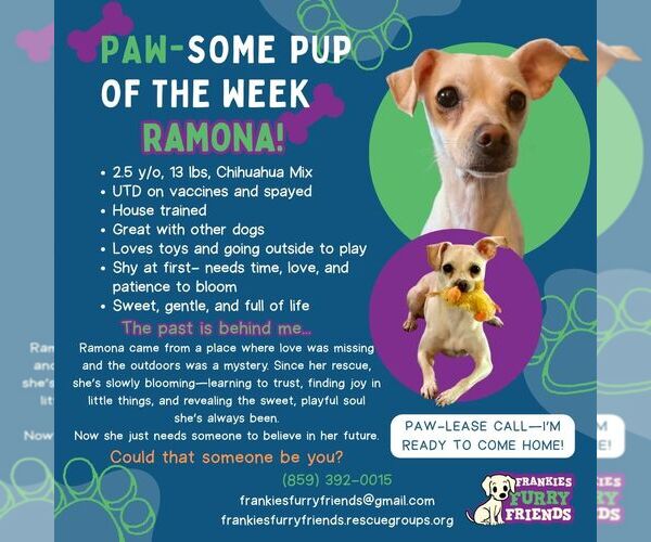 Medium Photo #2 Chihuahua-Unknown Mix Puppy For Sale in Alexandria, KY, USA