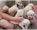 Image preview for Ad Listing. Nickname: Litter of 10