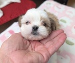 Puppy F4 Shih Tzu