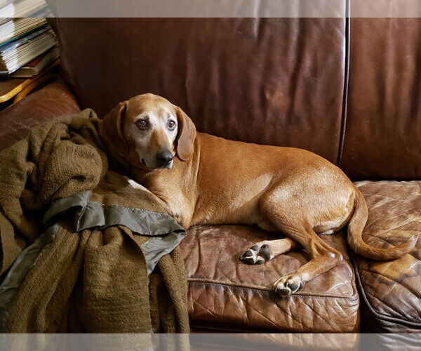 Medium Photo #11 Redbone Coonhound-Unknown Mix Puppy For Sale in Westminster, MD, USA