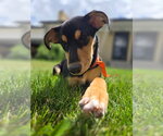 Small #1 Mutt