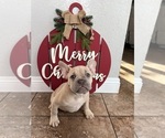 Puppy Puppy 1 French Bulldog