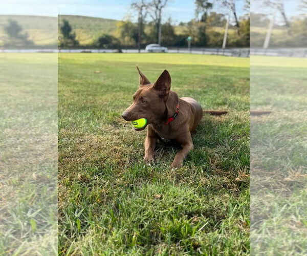 Medium Photo #17 Australian Kelpie-Unknown Mix Puppy For Sale in Westminster, MD, USA