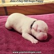 Small Photo #160 Dogo Argentino Puppy For Sale in JANE, MO, USA