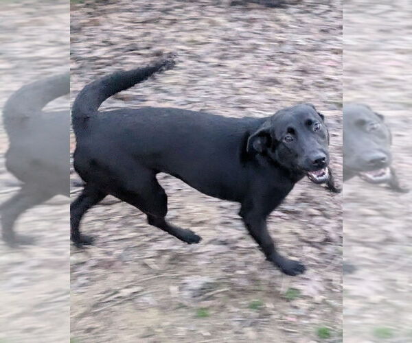 Medium Photo #2 Labrador Retriever-Unknown Mix Puppy For Sale in Boston, MA, USA