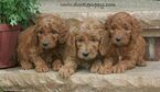 Small Photo #22 Goldendoodle Puppy For Sale in WOLCOTT, IN, USA