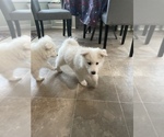 Small Photo #9 Samoyed-Shetland Sheepdog Mix Puppy For Sale in GOSHEN, IN, USA