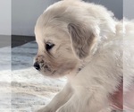 Small Photo #4 English Cream Golden Retriever Puppy For Sale in ORLANDO, FL, USA
