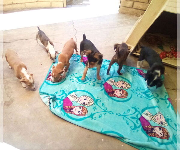 Medium Photo #11 Italian Greyhound-Jack Russell Terrier Mix Puppy For Sale in Apple Valley, CA, USA